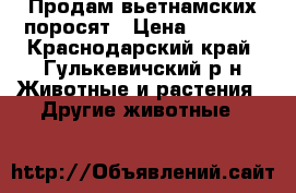 Продам вьетнамских поросят › Цена ­ 1 000 - Краснодарский край, Гулькевичский р-н Животные и растения » Другие животные   